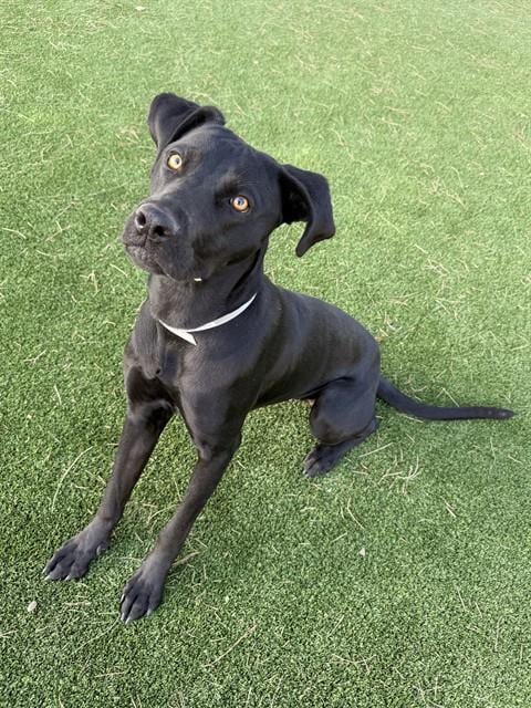 Photo of Belle, adoptable Pit Bull Terrier in Castaic, California