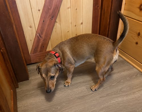 Photo of Samantha (Bonded with Josie), adoptable Dachshund in Nashville, Tennessee