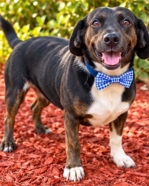 Photo of Fred, adoptable Dachshund in Margate, Florida