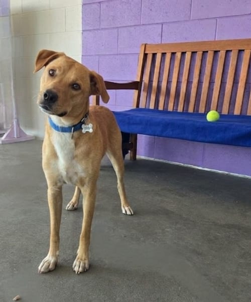 Photo of Tucker, adoptable Labrador Retriever in Genesee, Wisconsin