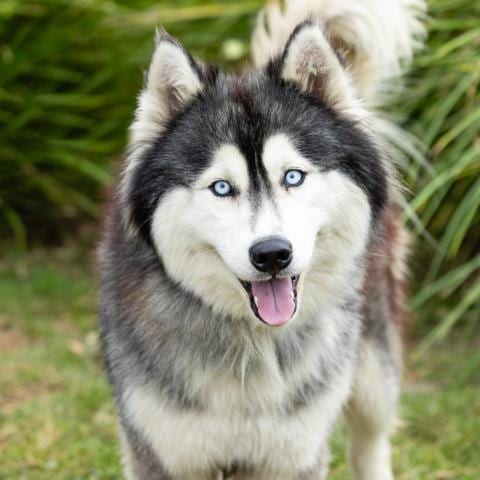 Photo of Goose, adoptable Siberian Husky in Camarillo, California