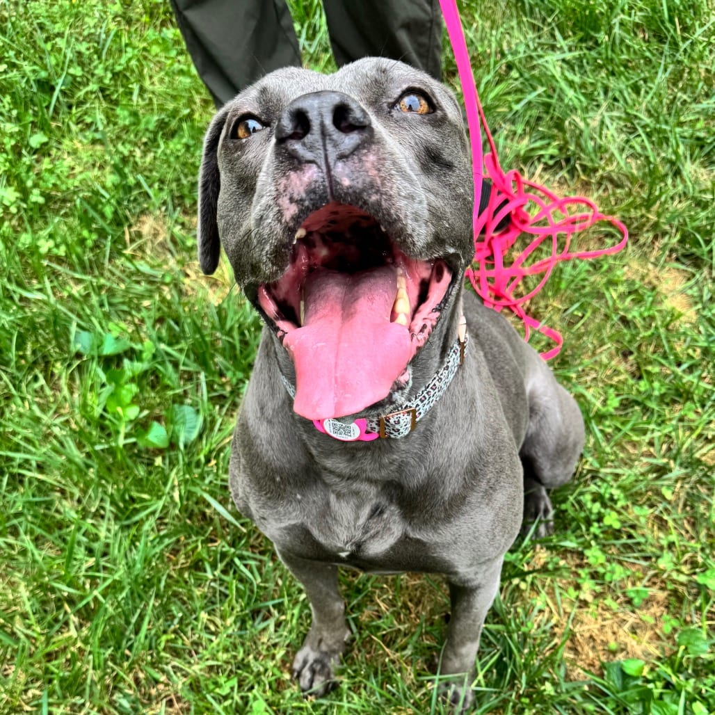 Photo of Binky, adoptable Bulldog, American / Terrier, American Pit Bull in York, Pennsylvania