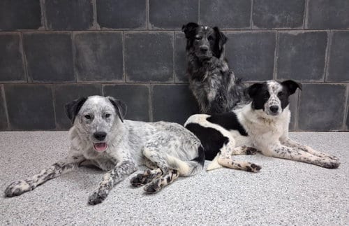Photo of Binx, adoptable Border Collie in Highland, Illinois