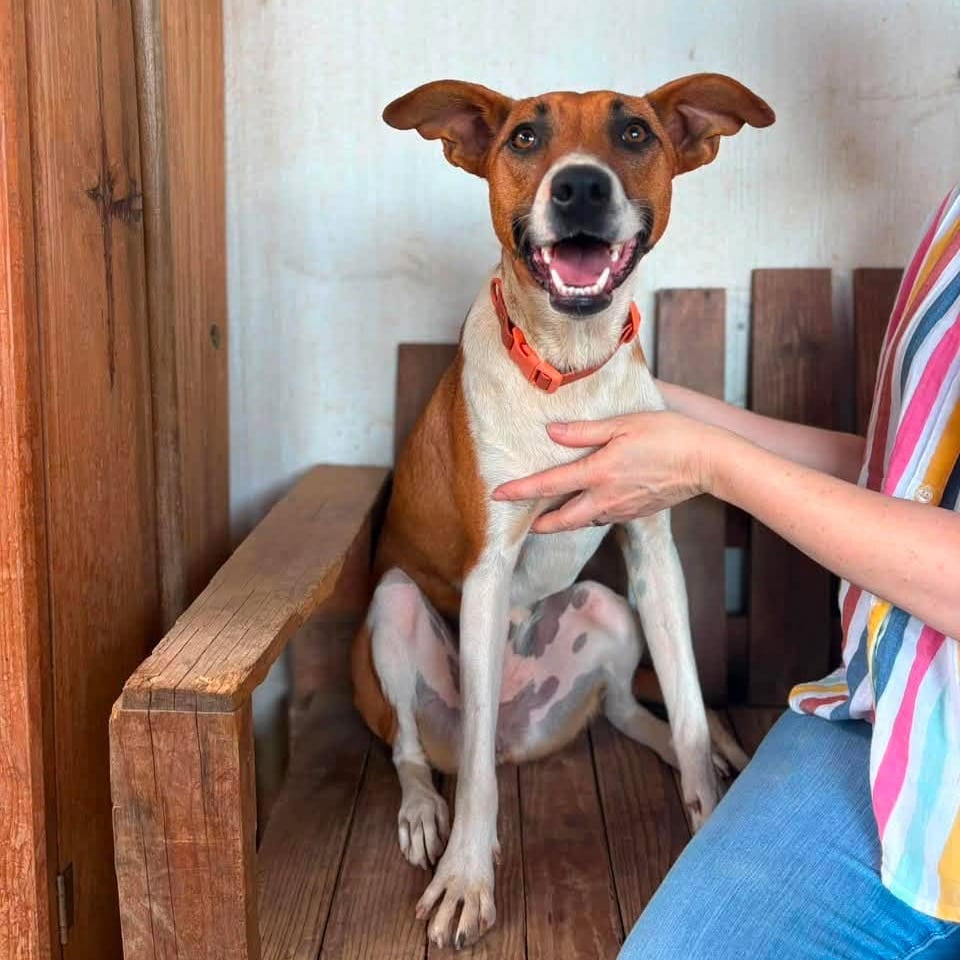 Photo of Niquia, adoptable Mixed Breed (Medium) in Bend, Oregon