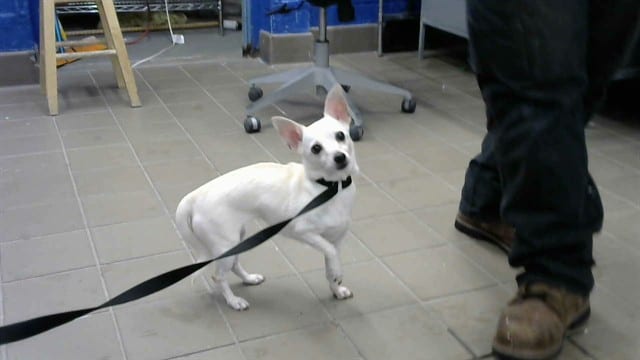 Photo of Nala, adoptable Chihuahua - Smooth Coated mix in Albuquerque, New Mexico