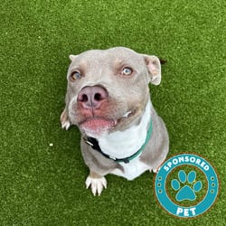 Photo of Krieg, adoptable American Bulldog in Lakeland, Florida