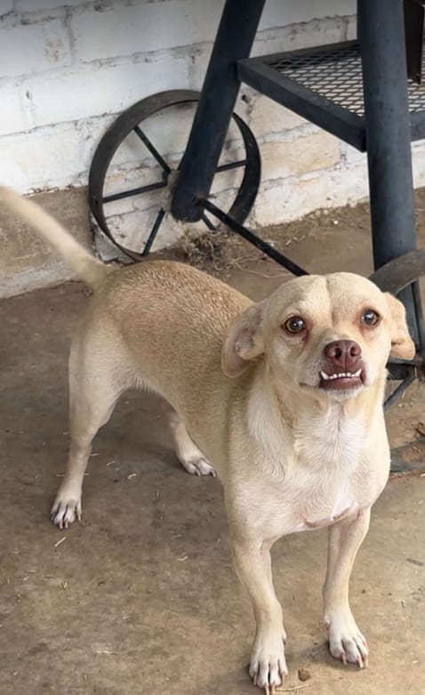 Photo of Riggins in TX, adoptable Chihuahua in Cranston, Rhode Island