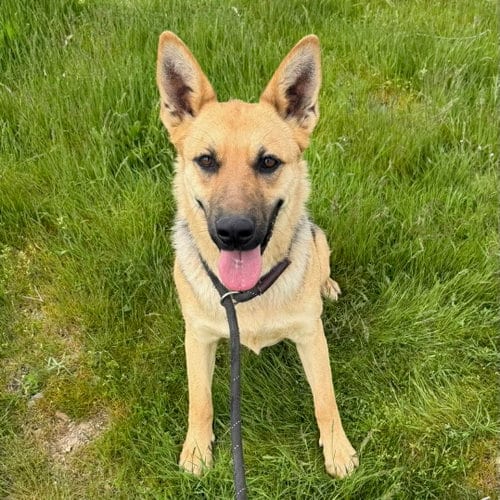 Photo of Madeline, adoptable German Shepherd Dog in Yreka, California