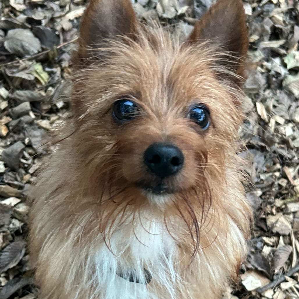 Photo of Krash Out, adoptable Terrier, Yorkshire, Yorkie / Terrier, Australian in Maryland, Maryland