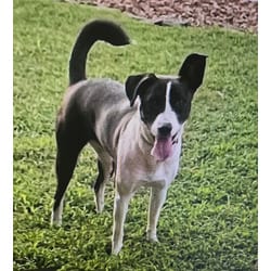 Photo of Tyfani, adoptable Hound (Unknown Type) in Medfield, Massachusetts