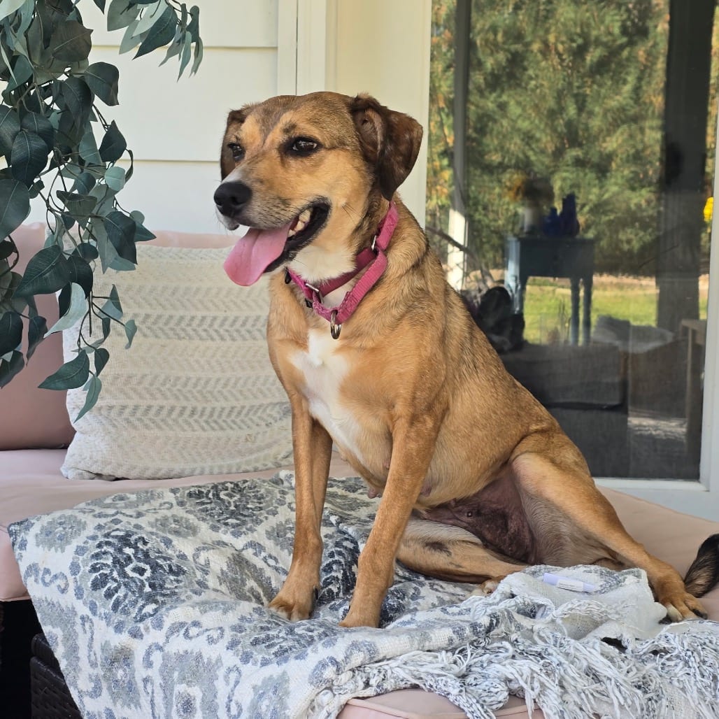 Photo of Sue Sue, adoptable Mixed Breed (Medium) / Mixed Breed (Medium) in Berea, Ohio