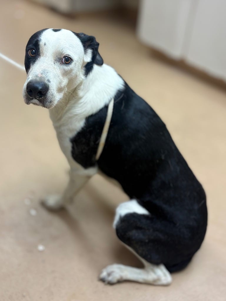 Photo of Ziptie, adoptable Border Collie in Nacogdoches, Texas