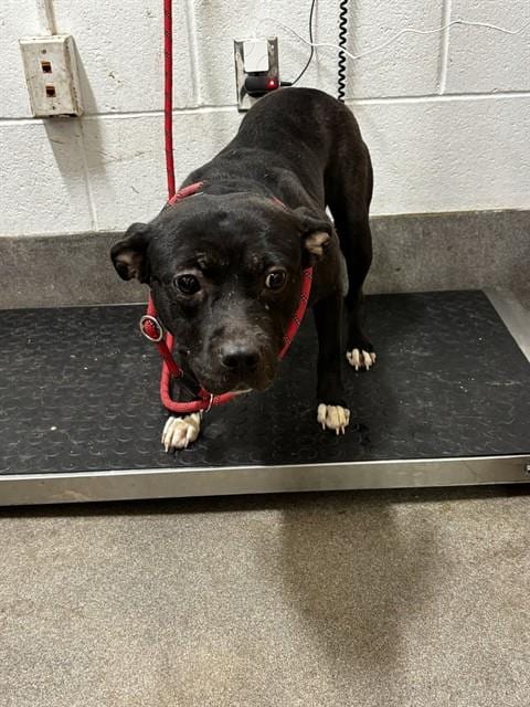 Photo of Tammy, adoptable Pit Bull Terrier in Forestville, Maryland