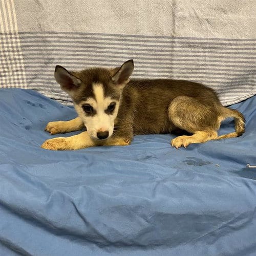 Photo of Tampa, adoptable Husky in Modesto, California