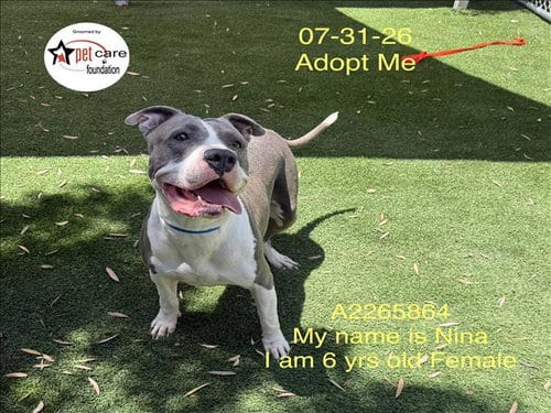 Photo of Nina, adoptable Pit Bull Terrier in Los Angeles, California