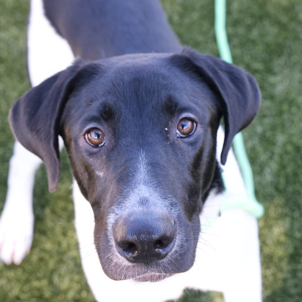Photo of Galloway, adoptable Pointer / Mix in Spartanburg, South Carolina