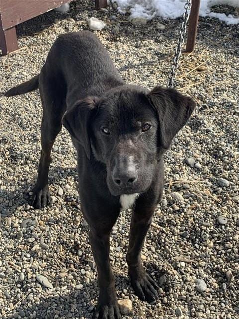 Photo of Chewy, adoptable Husky in Fairbanks, Alaska
