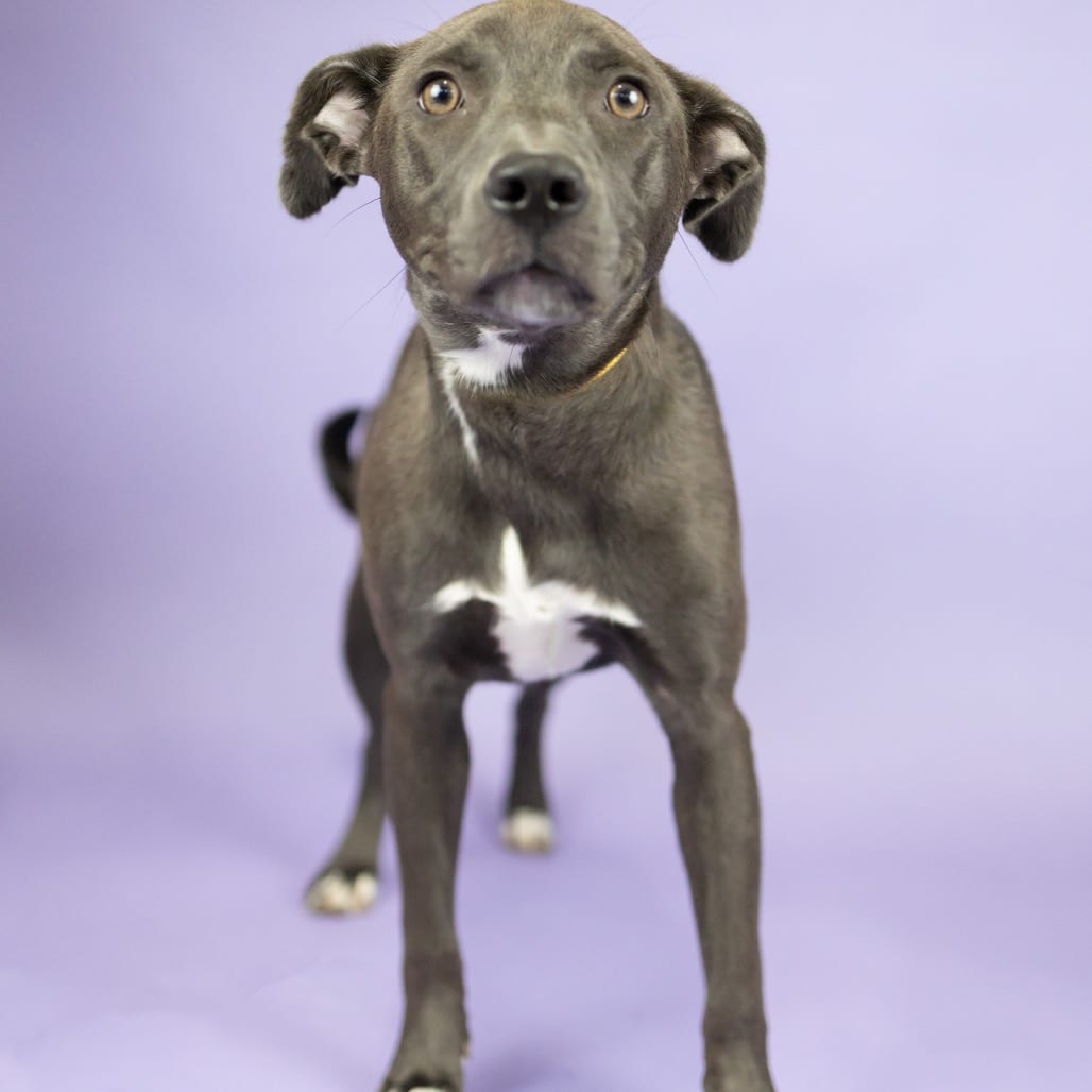 Photo of Cora, adoptable Mixed Breed (Medium) in Portland, Oregon