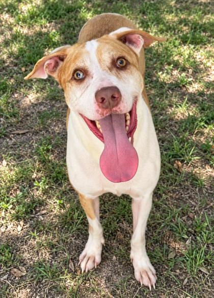 Photo of Gomez, adoptable American Staffordshire Terrier in Inverness, Florida