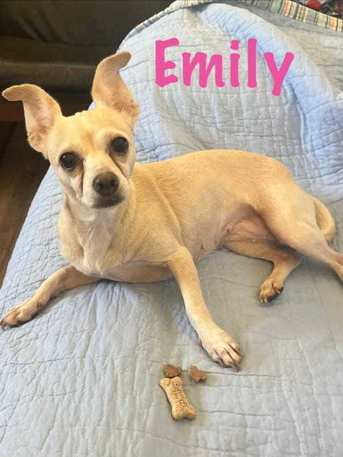 Photo of Emily, adoptable Chihuahua in Pipe Creek, Texas