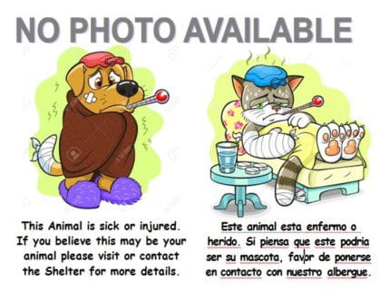 Photo of Courage, adoptable Pit Bull Terrier in Los Angeles, California
