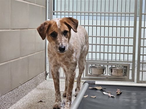 Photo of Sally, adoptable Australian Cattle Dog/Blue Heeler in Pueblo, Colorado