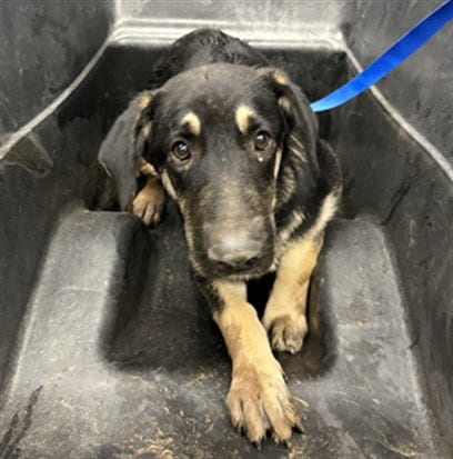 Photo of Scott, adoptable German Shepherd Dog in Mesa, Arizona