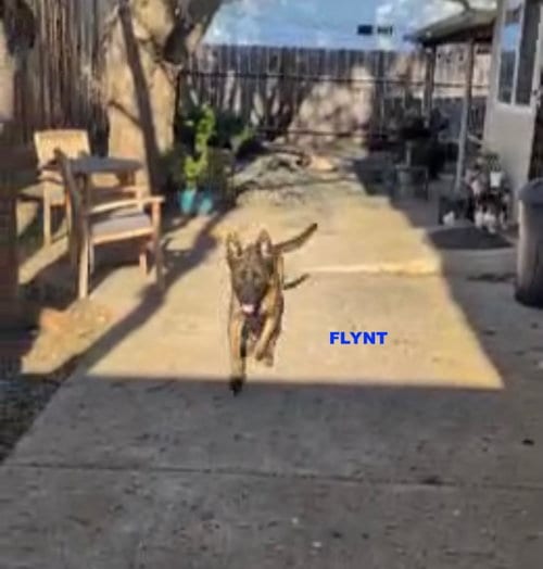 Photo of Flynt, adoptable Dutch Shepherd in Woodland Hills, California