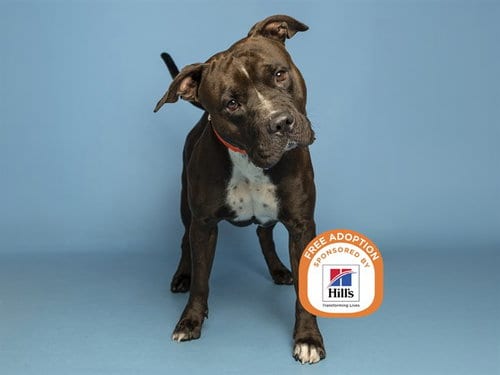 Photo of Chocolate, adoptable American Pit Bull Terrier in Phoenix, Arizona