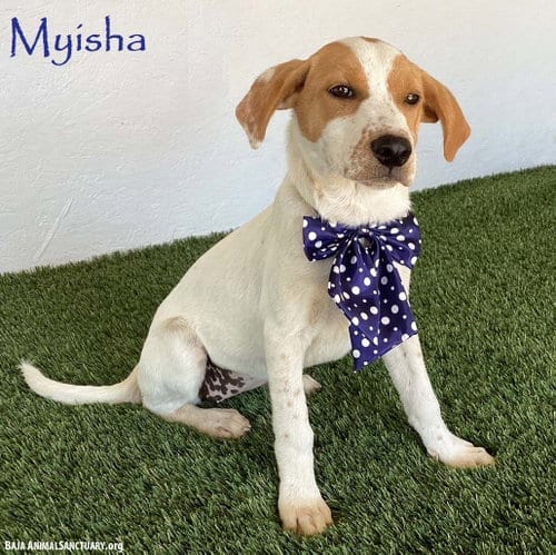 Photo of Myisha, adoptable Beagle in San Diego, California