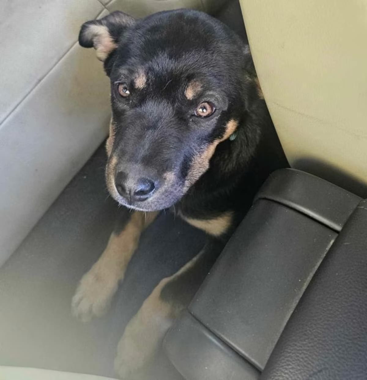 Photo of Hazel, adoptable Australian Kelpie/German Shepherd Dog in Redlands, California