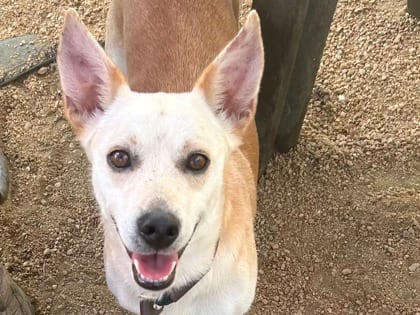 Photo of Frank HW+, adoptable dog in Georgetown, Texas