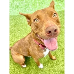 Photo of Scrappy, adoptable Mixed Breed (Medium) in Port St. Joe, Florida