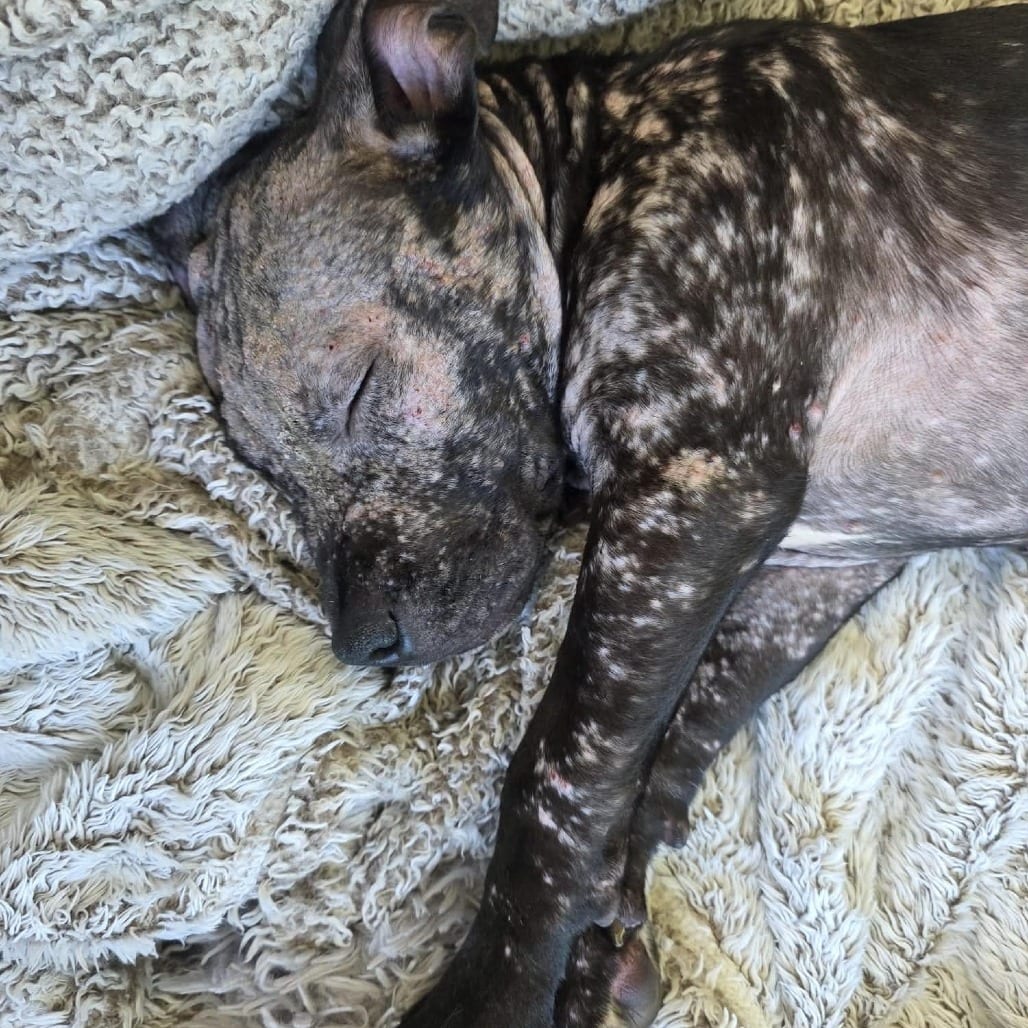 Photo of Swedish Fish, adoptable Mixed Breed (Medium) in Winston-Salem, North Carolina