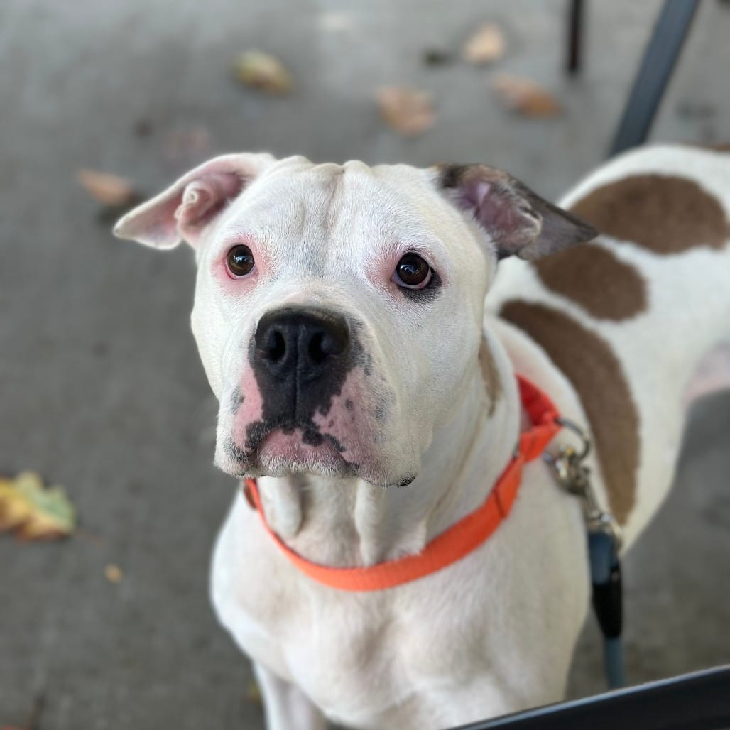 Photo of Mama Jama, adoptable Terrier, American Pit Bull in Baltimore, Maryland