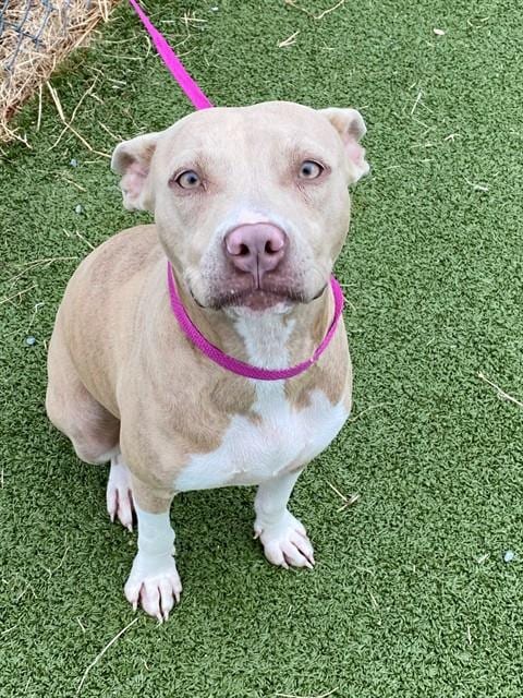 Photo of Pink, adoptable Pit Bull Terrier in Fayetteville, North Carolina