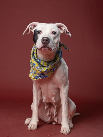 Photo of Winter, adoptable dog in Atlanta, Georgia