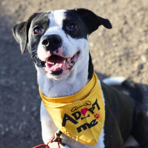Photo of Snoopy, adoptable American Staffordshire Terrier in San Antonio, Texas