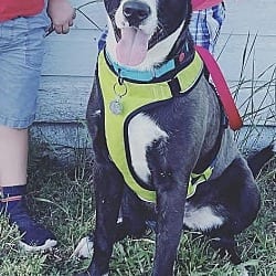 Photo of Cooper, adoptable Labrador Retriever Terrier (Unknown Type, Medium) in Chicopee, Massachusetts