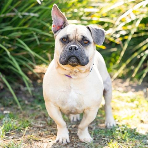 Photo of Wilbur, adoptable Bulldog in Camarillo, California