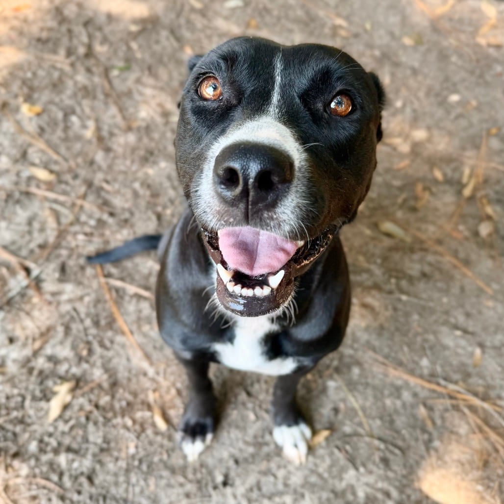 Photo of Amelia, adoptable Mixed Breed (Medium) in Milton, Florida