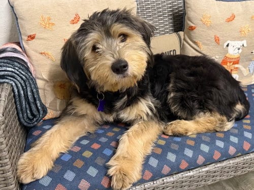 Photo of Veera, adoptable Terrier in Ellijay, Georgia