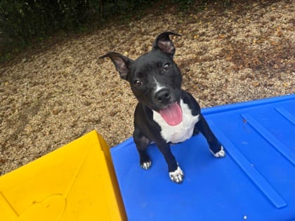 Photo of Toby Maguire (Underdog), adoptable Terrier in New Orleans, Louisiana