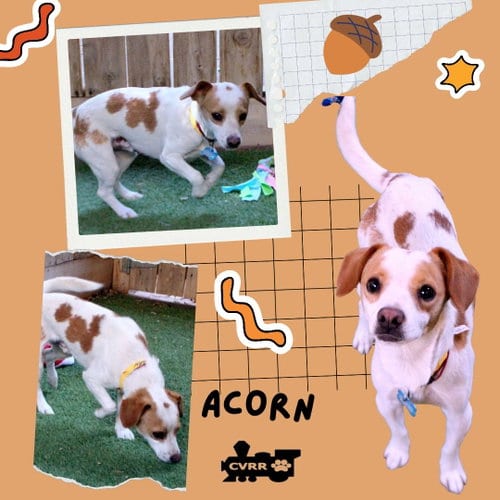 Photo of Acorn, adoptable Beagle in Lindsay, California