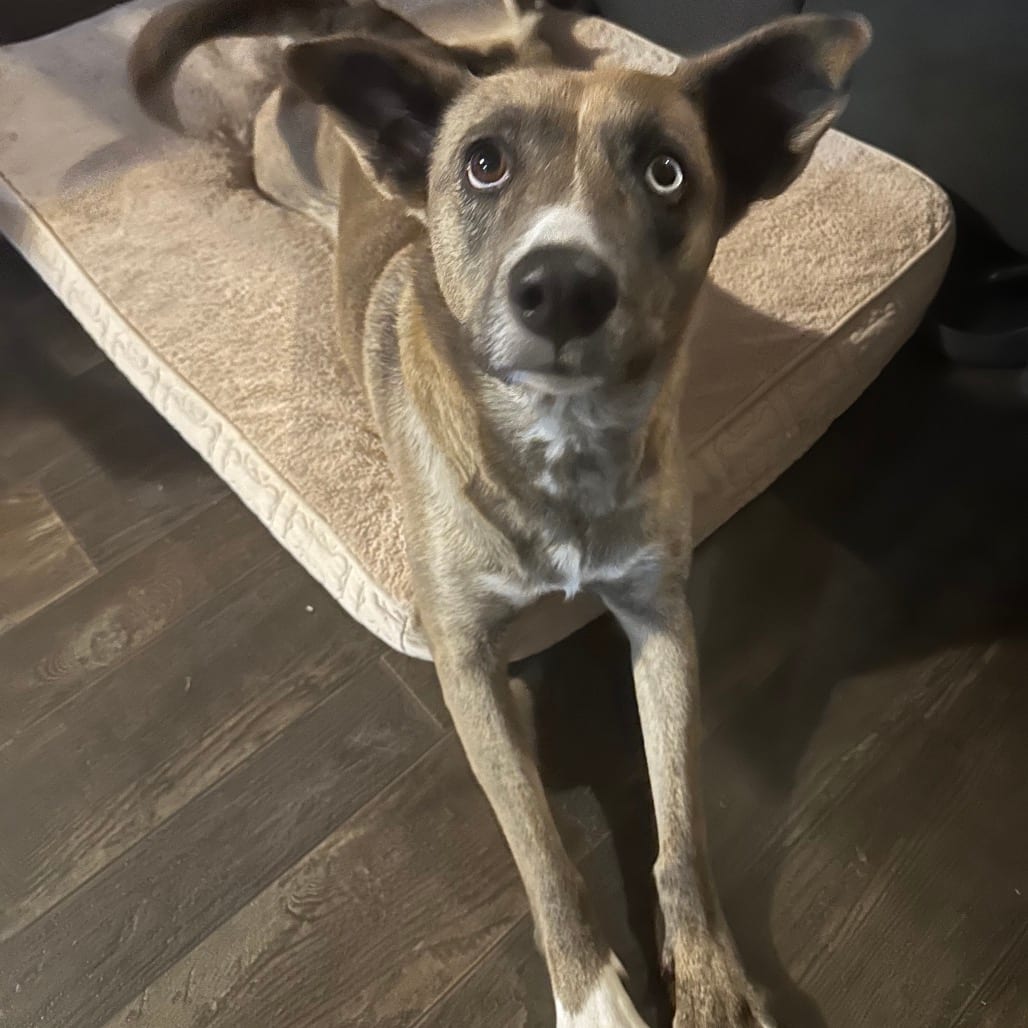 Photo of Runna (Bowie), adoptable Husky / Mix in Greensboro, North Carolina