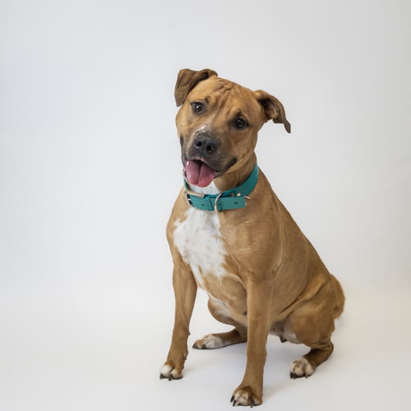 Photo of Vc-15c Matilda, adoptable Pit Bull cross in Lawrenceville, Georgia