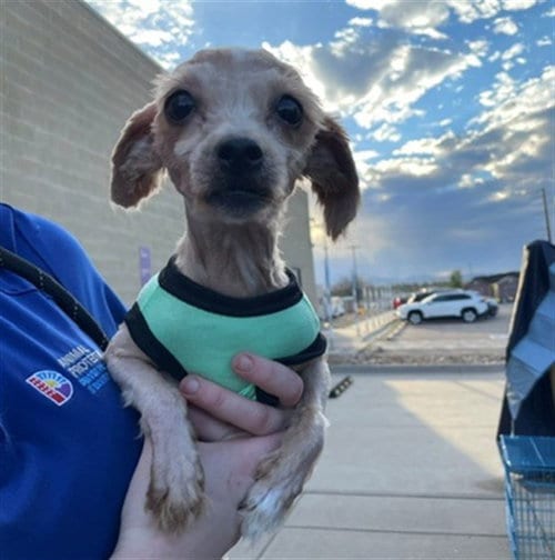 Photo of Kali Rae, adoptable Shih Tzu in Denver, Colorado