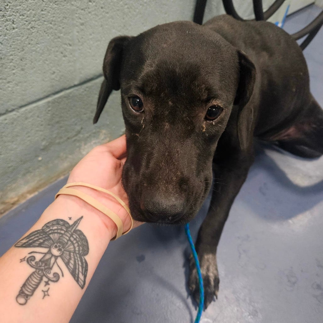 Photo of Nadia, adoptable Terrier, Pit Bull in Greensboro, North Carolina
