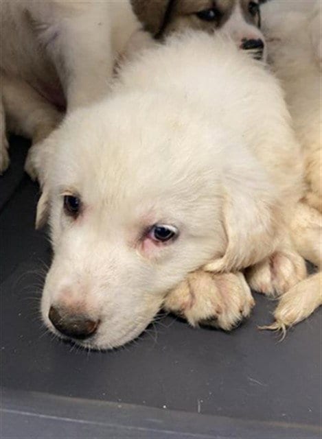 Photo of Snow, adoptable Anatolian Shepherd in Sacramento, California