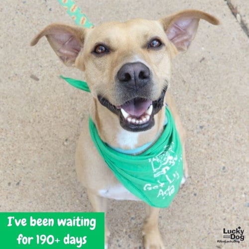 Photo of Laly, adoptable Labrador Retriever in Washington, District of Columbia